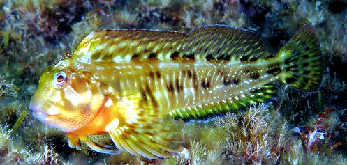 Scartella cristata_00012